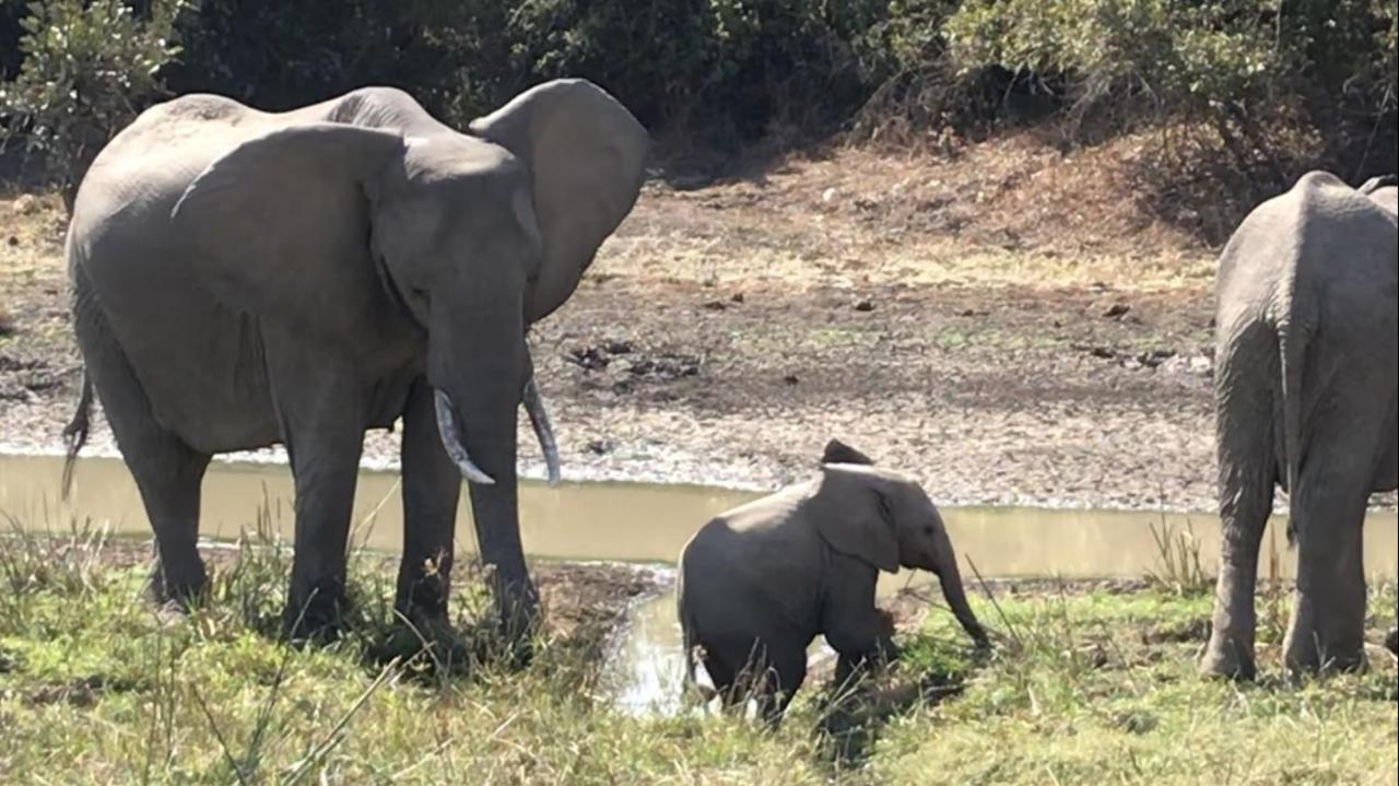 Marula Lodge Mfuwe Buitenkant foto